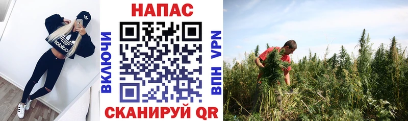 Конопля план Купить где Кущёвская